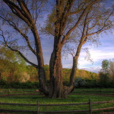 Akron's Signal Tree